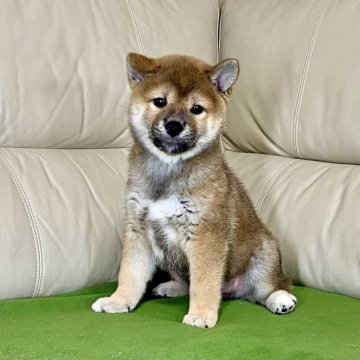 柴犬(標準サイズ)【茨城県・男の子・2024年7月27日・赤】の写真「パパJKCチャンピオン✨両親遺伝子検査クリア！！」