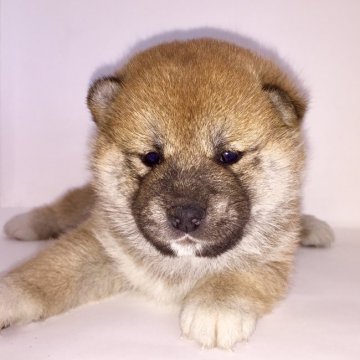 柴犬(標準サイズ)【茨城県・女の子・2018年3月3日・赤】の写真「父JKCチャンピオン❗️良血統の女の子🎵」