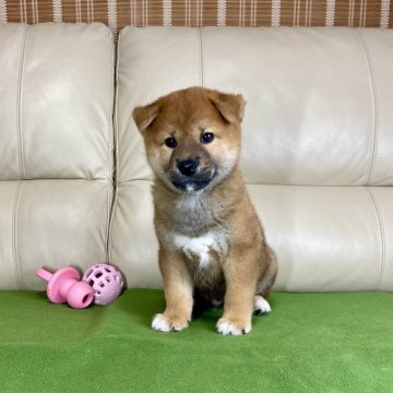 柴犬(標準サイズ)【茨城県・男の子・2024年9月9日・赤】の写真「パパJKCチャンピオン✨✨両親遺伝子検査クリア❗️」