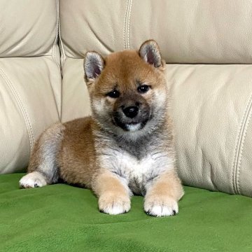 柴犬(標準サイズ)【茨城県・男の子・2024年8月2日・赤】の写真「ママJKCチャンピオン✨両親遺伝子検査クリア❣️」