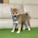 柴犬(標準サイズ)