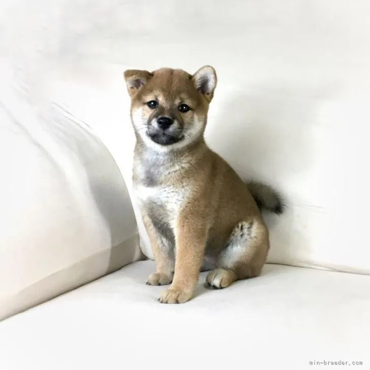 柴犬(標準サイズ)【茨城県・女の子・2022年6月14日・赤】の写真1「8/10撮影♪」