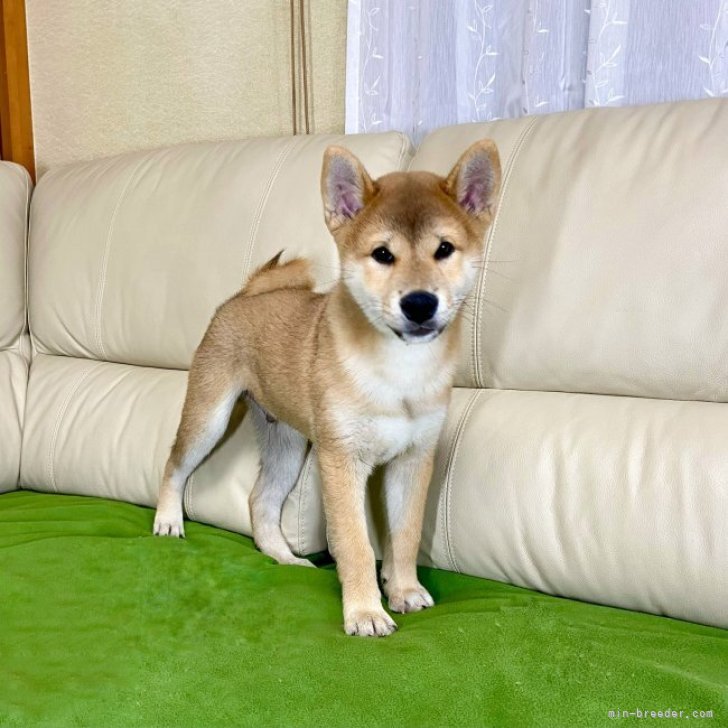 柴犬【茨城県・男の子・2023年7月6日・赤】ママJKCチャンピオン✨両親