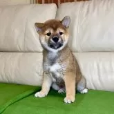 柴犬(標準サイズ)【茨城県・男の子・2024年7月27日・赤】の写真2「まんまるお顔で😊」