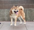 柴犬【・男の子・2019年4月10日・赤】