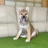 柴犬(標準サイズ)【茨城県・男の子・2024年8月2日・赤】の写真3「かわいい❤️」