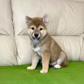 柴犬(標準サイズ)【茨城県・男の子・2024年7月27日・赤】の写真3「かわいい💓」