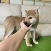 柴犬(標準サイズ)【茨城県・男の子・2024年8月2日・赤】の写真4「癒されます😊」