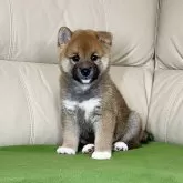 柴犬(標準サイズ)【茨城県・男の子・2024年8月2日・赤】の写真4「癒されます💕」