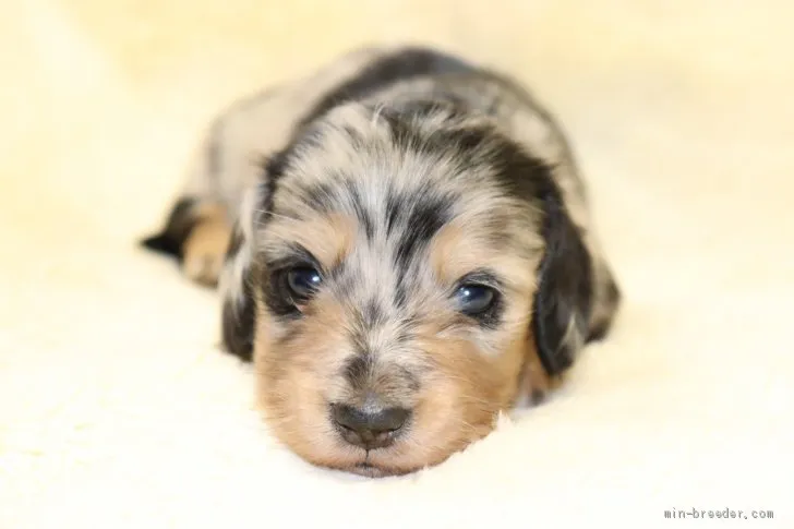 長州藩 様のお迎えした子犬