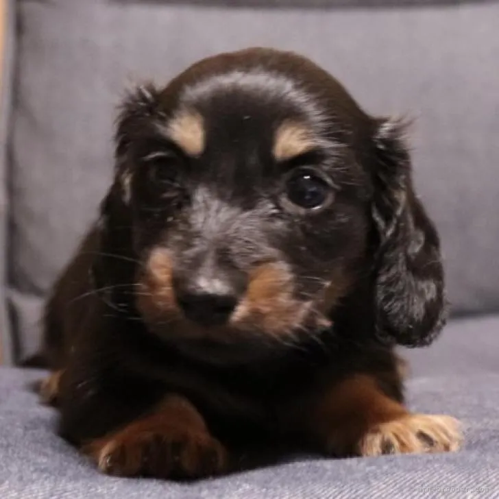 Ｉ.Y 様のお迎えした子犬