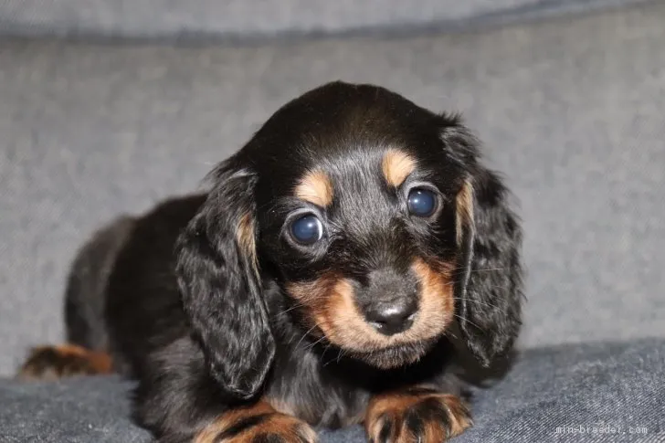 しおこんぶ 様のお迎えした子犬