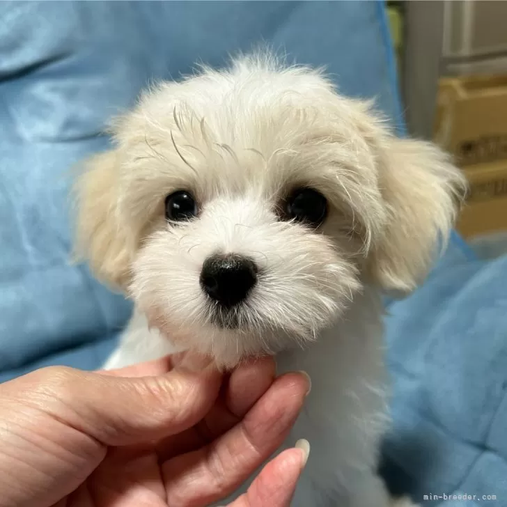 コンちゃん 様のお迎えした子犬