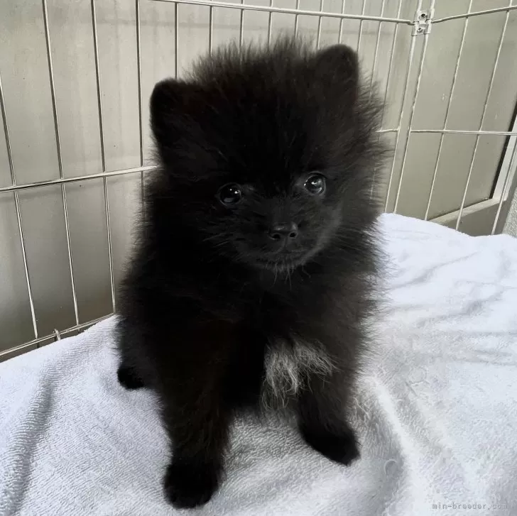 三浦 様のお迎えした子犬