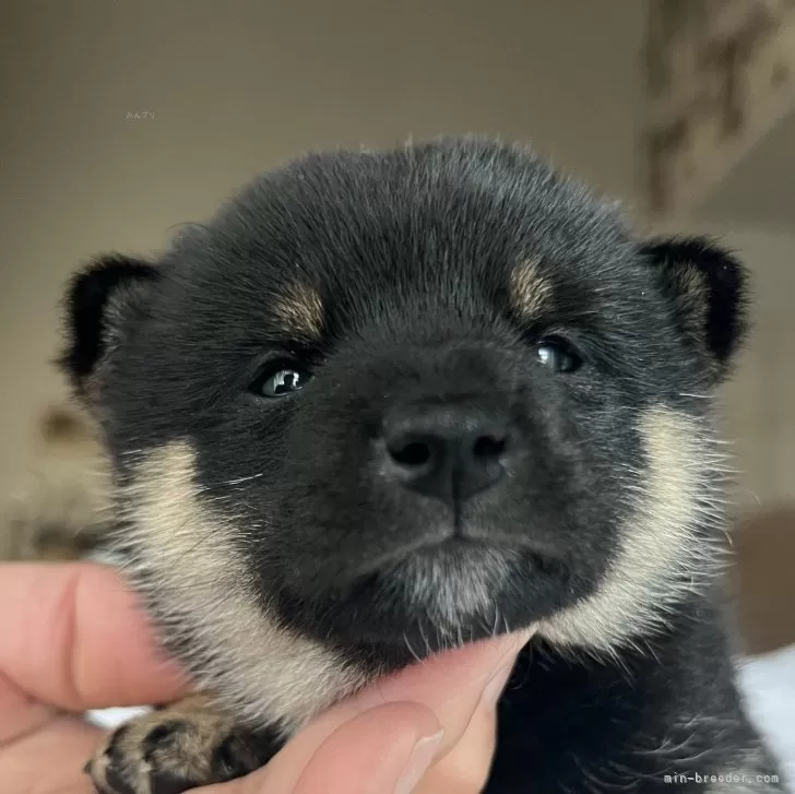 なな 様のお迎えした子犬