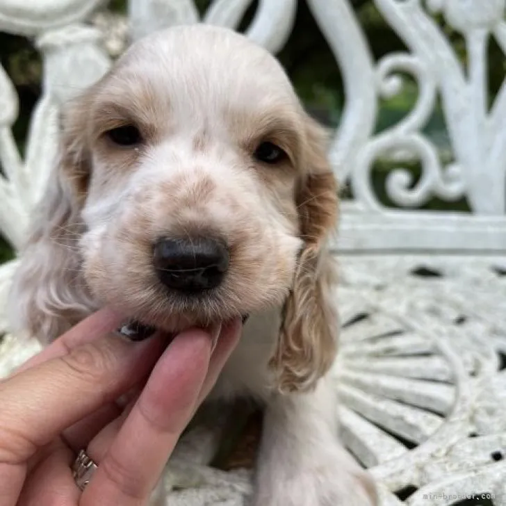 M.O 様のお迎えした子犬