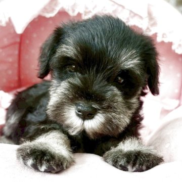 ミニチュアシュナウザー【大阪府・女の子・2025年9月11日・ブラック&シルバー】の写真「パパチャンピオン!とてもとても可愛い女の子💛」