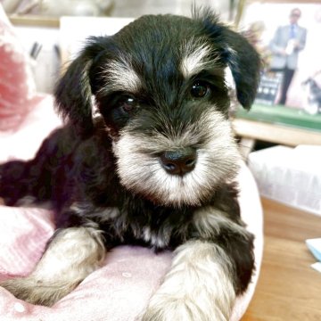 ミニチュアシュナウザー【大阪府・男の子・2025年9月11日・ブラック&シルバー】の写真「パパチャンピオン!とてもとても可愛いボク💛」