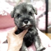 ミニチュアシュナウザー