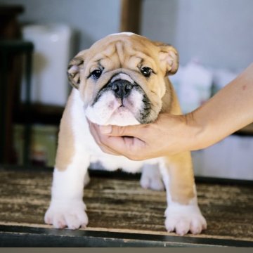 ブルドッグ【福岡県・男の子・2024年7月12日・レッド&ホワイト】の写真「とても良い子に育っています♪」