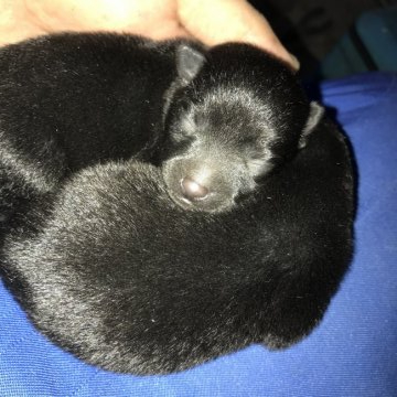 千葉県のボルゾイのブリーダーのブログ特集 みんなのペットライフ