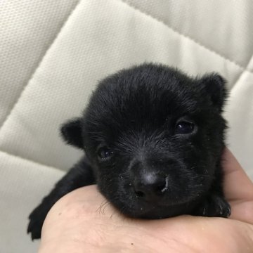 千葉県のボルゾイのブリーダーのブログ特集 みんなのペットライフ