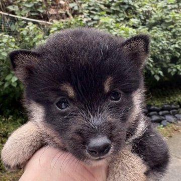 豆柴【千葉県・女の子・2024年10月4日・黒】の写真「コロコロちゃん」