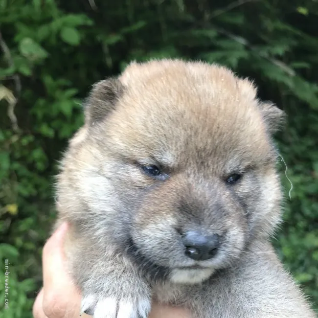 柴犬(標準サイズ)【千葉県・男の子・2021年6月18日・赤】の写真1