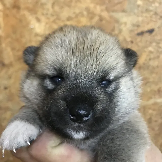 柴犬(標準サイズ)【千葉県・女の子・2021年4月23日・赤】の写真1