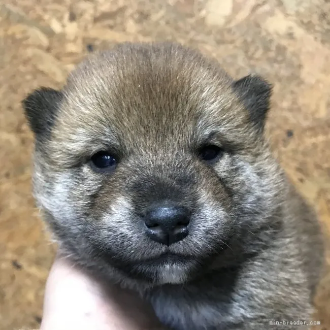 柴犬(標準サイズ)【千葉県・男の子・2020年11月20日・赤】の写真1