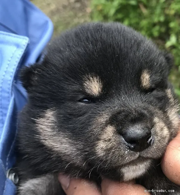 柴犬(標準サイズ)【千葉県・男の子・2021年3月5日・黒】の写真1