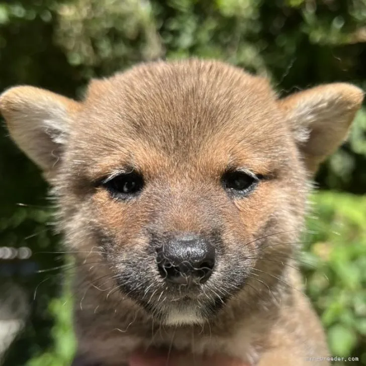 柴犬(標準サイズ)【千葉県・女の子・2022年6月17日・赤】の写真1