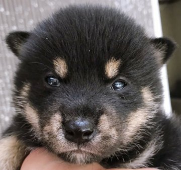 柴犬(標準サイズ)【千葉県・男の子・2021年5月1日・黒】の写真「元気いっぱい」