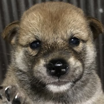 柴犬(標準サイズ)【千葉県・女の子・2021年7月9日・赤】の写真「おてんば娘」