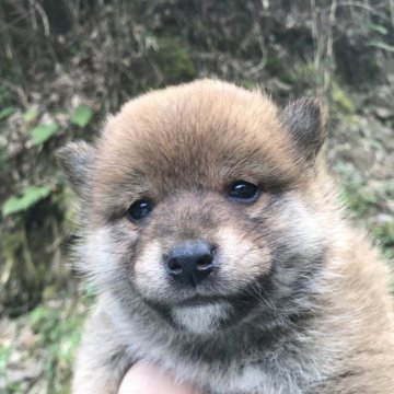 柴犬(標準サイズ)【千葉県・女の子・2020年11月20日・赤】の写真「美人さん」