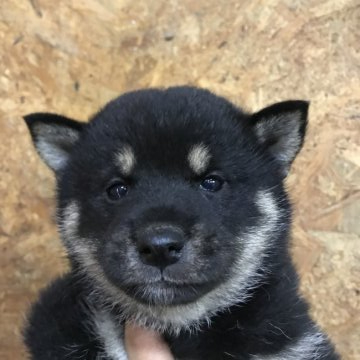 柴犬(標準サイズ)【千葉県・女の子・2021年4月8日・黒】の写真「コロコロ元気いっぱい」