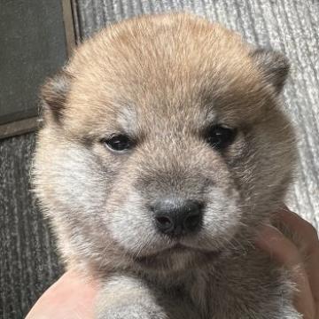 柴犬(標準サイズ)【千葉県・女の子・2022年6月3日・赤】の写真「美人さん」