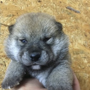 柴犬(標準サイズ)【千葉県・女の子・2018年3月6日・赤】の写真「野性味溢れる」