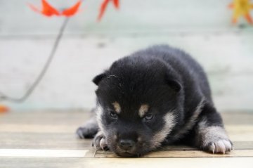 柴犬(標準サイズ)【千葉県・女の子・2020年9月10日・黒】の写真「美形です」