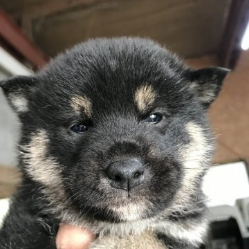 柴犬(標準サイズ)【千葉県・男の子・2021年11月26日・黒】の写真「元気いっぱい」