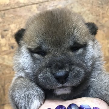 柴犬(標準サイズ)【千葉県・女の子・2021年1月29日・赤】の写真「おてんばさん」