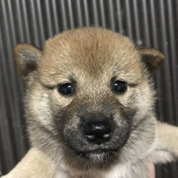 柴犬(標準サイズ)【千葉県・女の子・2021年7月2日・赤】の写真「やんちゃさん」