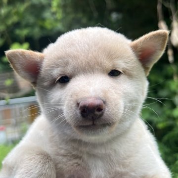 柴犬(豆柴)【千葉県・女の子・2024年6月1日・白】の写真「美少女」