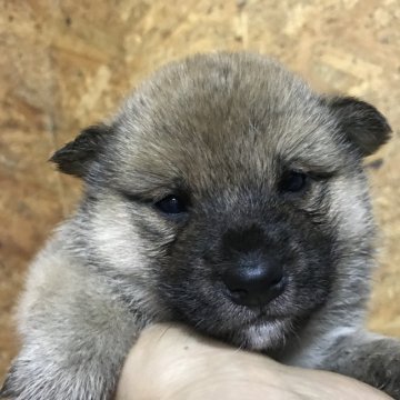 柴犬(標準サイズ)【千葉県・男の子・2020年9月27日・赤】の写真「雄らしく頭部が大きく渋みある子犬」