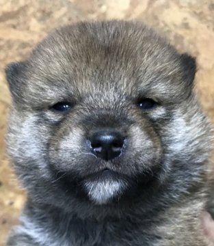 柴犬(標準サイズ)【千葉県・男の子・2020年11月20日・赤】の写真「コロコロ」