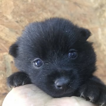 スキッパーキ【千葉県・女の子・2019年10月1日・ブラック】の写真「黒い弾丸との異名もあるくらい活発な犬種です」