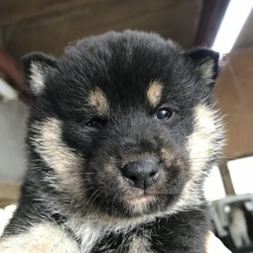 柴犬(標準サイズ)【千葉県・女の子・2021年11月26日・黒】の写真「美人さん」