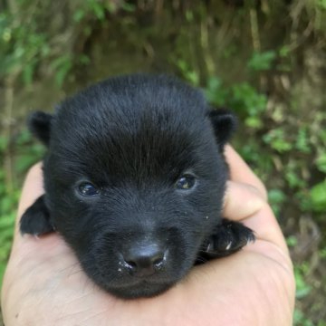 スキッパーキ【千葉県・男の子・2020年9月15日・ブラック】の写真「がっしりしています。」