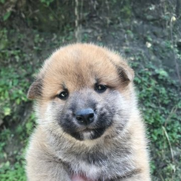 柴犬(標準サイズ)【千葉県・男の子・2020年9月26日・赤】の写真「元気いっぱい」