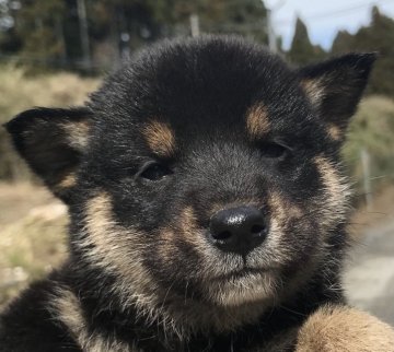 柴犬(標準サイズ)【千葉県・男の子・2022年1月22日・黒】の写真「イケメン君」